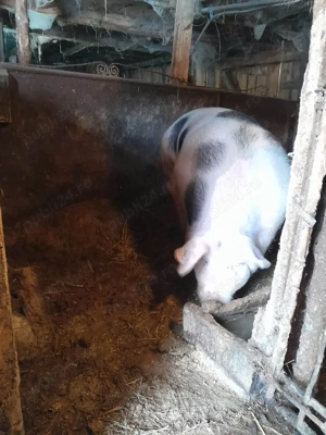 Vand soldană - imagine 2