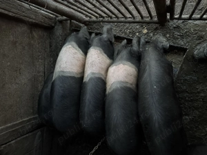 Soldani Bazna rasa pura - imagine 2