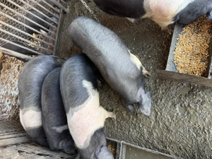 Soldani Bazna rasa pura - imagine 3