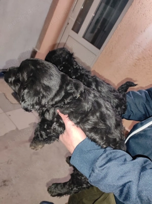 Câine bichon jumătate rasa are 2 luni  - imagine 2