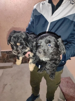 Câine bichon jumătate rasa are 2 luni  - imagine 3