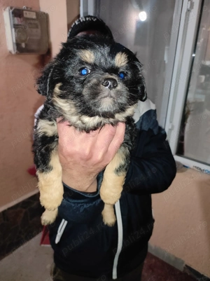 Câine bichon jumătate rasa are 2 luni 