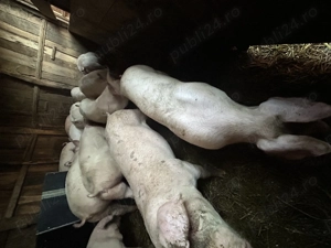 Vând purcei și porci mari  - imagine 4