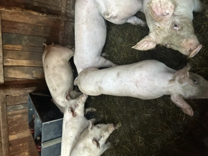 Vând purcei și porci mari  - imagine 3