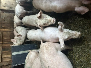 Vând purcei și porci mari 