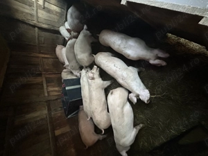 Vând purcei și porci mari  - imagine 2