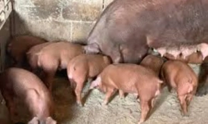 De vinzare 10 purcei de 8  saptamini rasa duroc preț 250 lei buc dacă se cumpără toți 