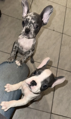 Puișori Bulldog Francez - imagine 2