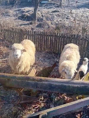 vand 6 oi cu miei si un berbec - imagine 3