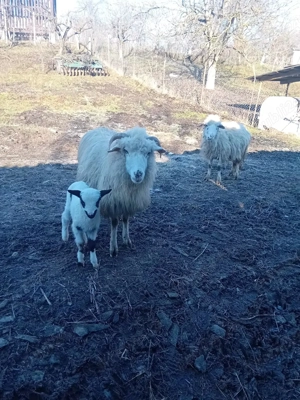 vand 6 oi cu miei si un berbec - imagine 2