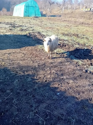 vand 6 oi cu miei si un berbec - imagine 5