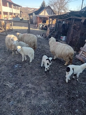 vand 6 oi cu miei si un berbec - imagine 4