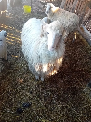 vand 6 oi cu miei si un berbec