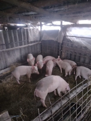 vând purcei de casa oferta