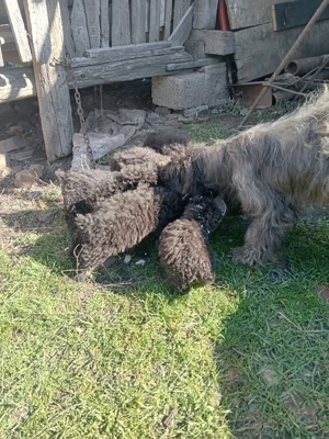 vând catei de întors oile.varsta 2uni. - imagine 3