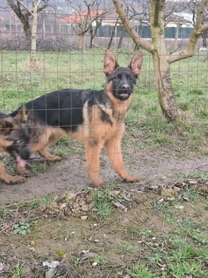Disponibili pui ciobanesc german cu par scurt si par lung - imagine 3