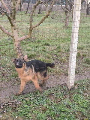 Disponibili pui ciobanesc german cu par scurt si par lung - imagine 4