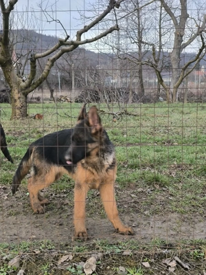 Disponibili pui ciobanesc german cu par scurt si par lung - imagine 5