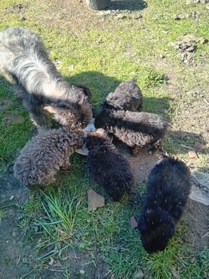 vând catei de întors oile.varsta 2uni. - imagine 5