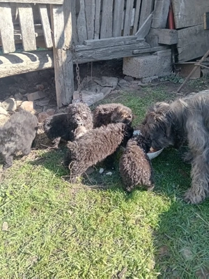 vând catei de întors oile.varsta 2uni. - imagine 4