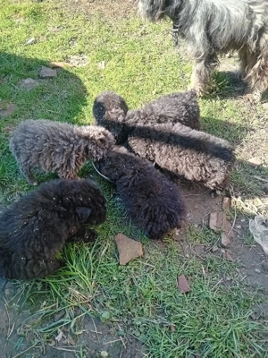 vând catei de întors oile.varsta 2uni. - imagine 2