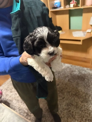 De vinzare bison havanez 1fetită 