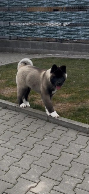 Căței Akita American - imagine 4