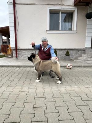 Căței Akita American - imagine 2