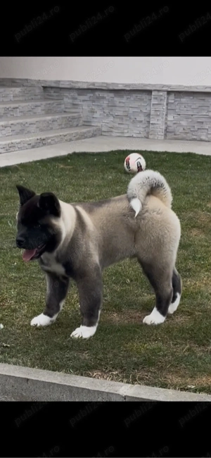 Căței Akita American