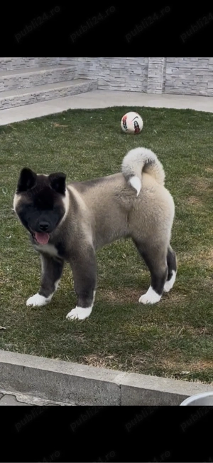 Căței Akita American - imagine 5