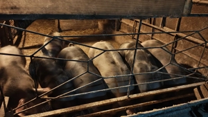 Vand oii si porcii (70-140kg) - imagine 2