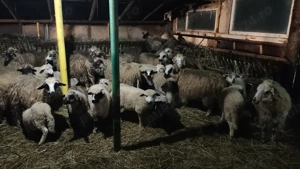 Vand oii si porcii (70-140kg) - imagine 3