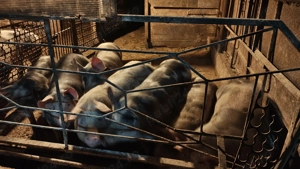 Vand oii si porcii (70-140kg) - imagine 4