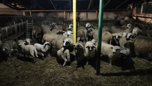 Vand oii si porcii (70-140kg) - imagine 5