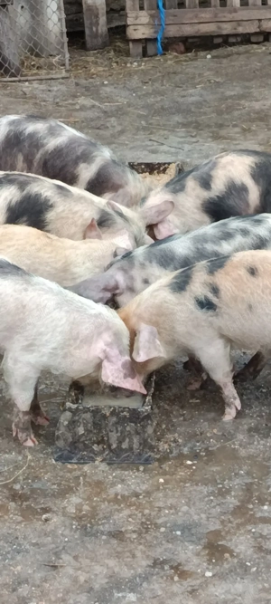 Vând purcei de țară 