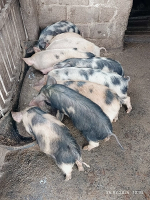 Vând purcei de țară 