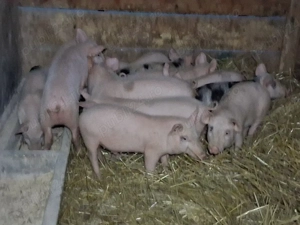 vând 7 purcei de 9 săptămâni 