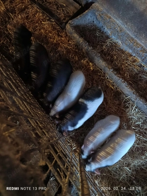 Purcei vietnamezi - imagine 5