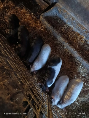 Purcei vietnamezi - imagine 4