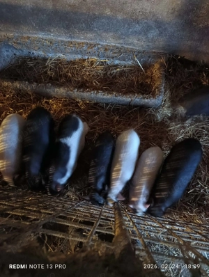 Purcei vietnamezi - imagine 2