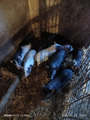 Purcei vietnamezi - imagine 3