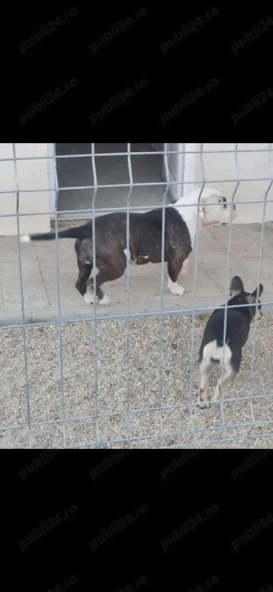 donez femele american bully  - imagine 3