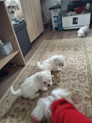 bison maltez Dâmbovița  - imagine 4