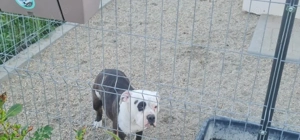 donez femele american bully 