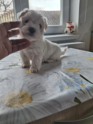 bison maltez Dâmbovița 