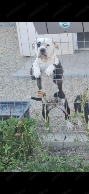 donez femele american bully  - imagine 2