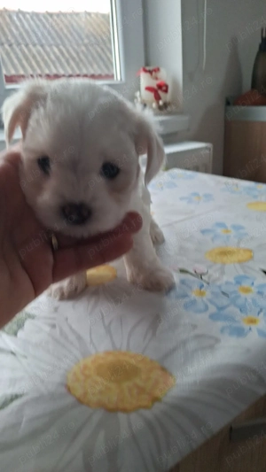 bison maltez Dâmbovița  - imagine 2