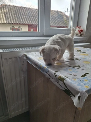 bison maltez Dâmbovița 