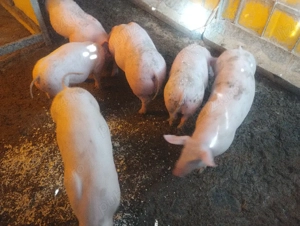 purcei varsta 4 luni preț de la 600-700 lei - imagine 2