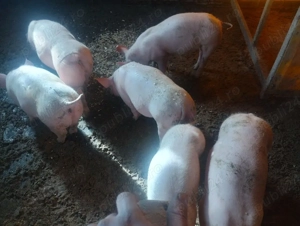 purcei varsta 3 luni jum preț de la 600-700 lei